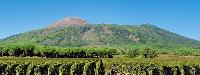2015-vento06-Vesuvio wineyard 1-WEB.jpg