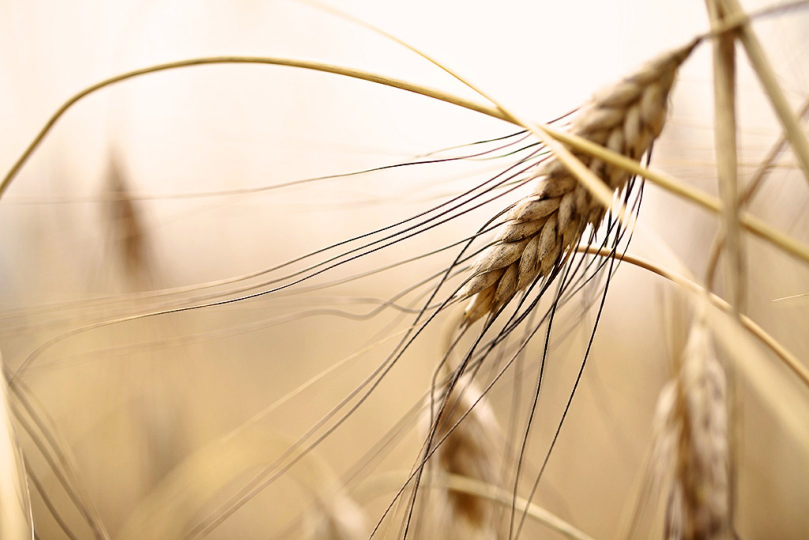 マンチーニ イタリア食材｜モンテ物産