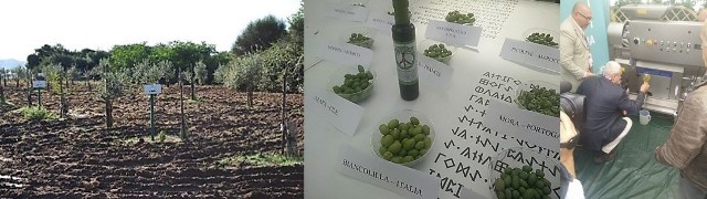 barbera1.jpg