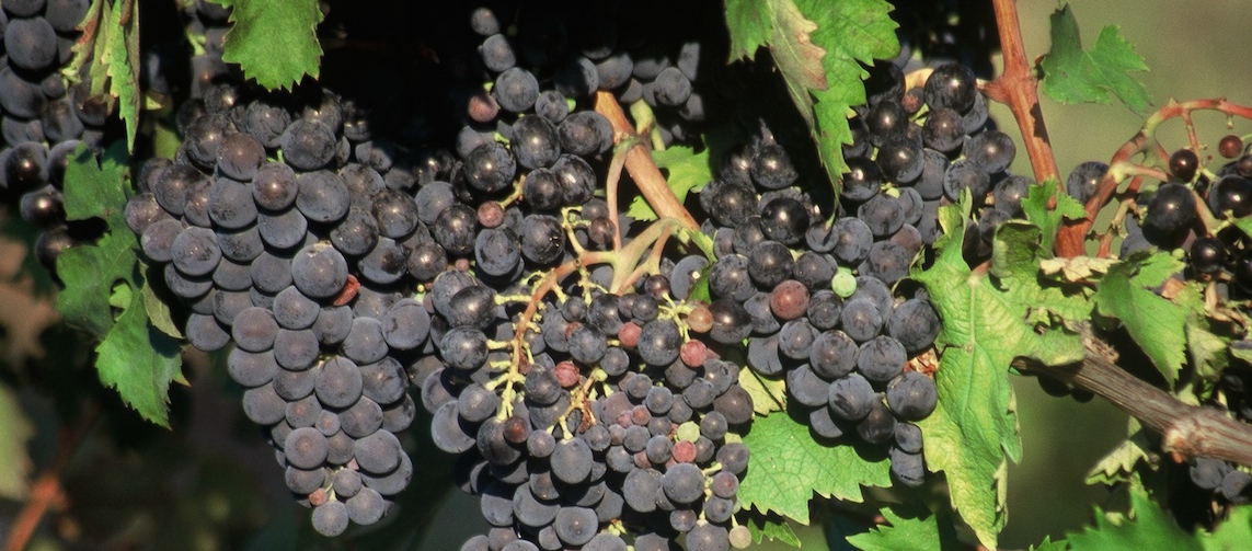 186_z_Montepulciano.jpg