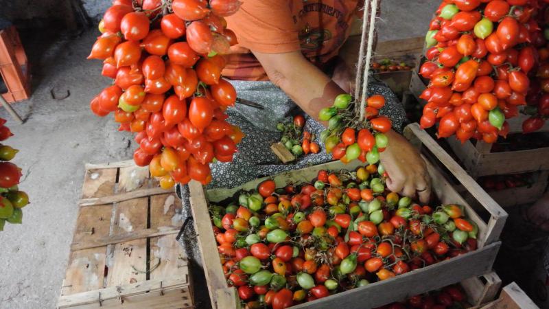2014-vento-tomato1.jpg