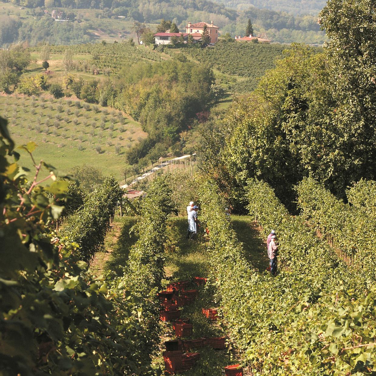 2014-vento01-vineyards.jpg