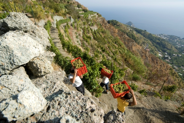 2014-vento08-vineyards.jpg