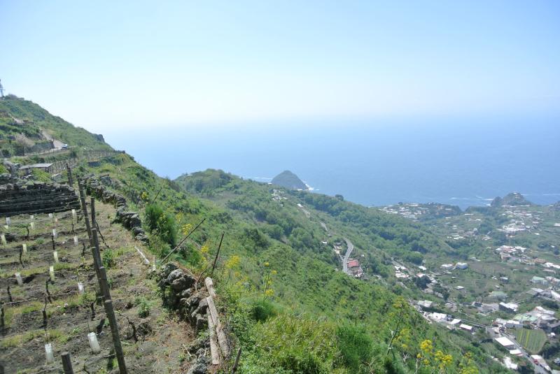 2014-vento08-vineyards2.jpg