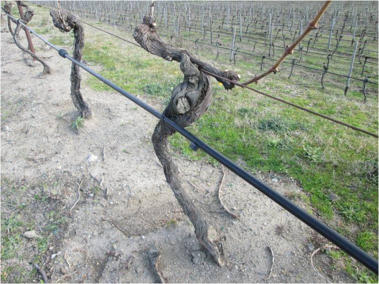2015-vento04-soil.jpg