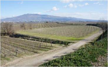 2015-vento05-caracci-vineyard.jpg