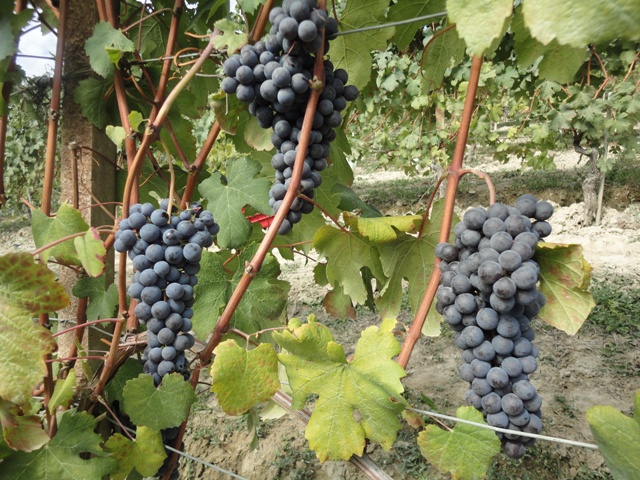 harvest.JPG