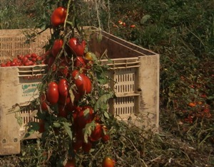 tomato.jpg