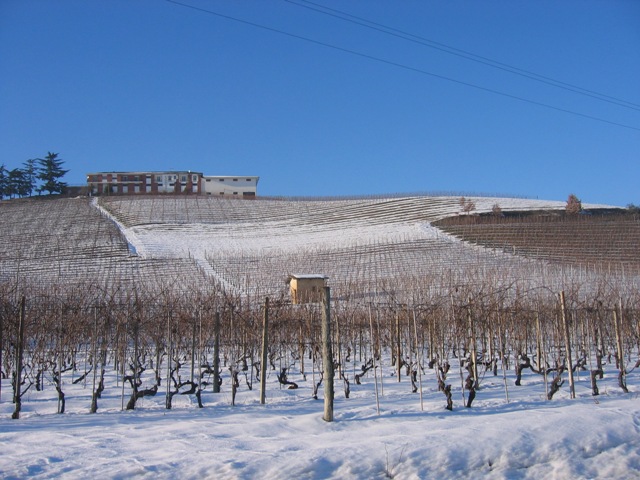 vineyard-cannnbi.jpg